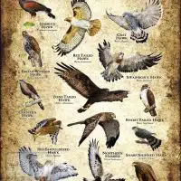 Hawks of Arizona Poster