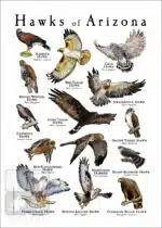 Hawks of Arizona Poster - Wildlife Illustration - Image 2