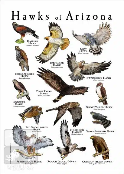 Hawks of Arizona Poster - Wildlife Illustration - Image 2