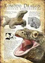 Komodo Dragon infographic