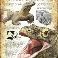 Komodo Dragon infographic