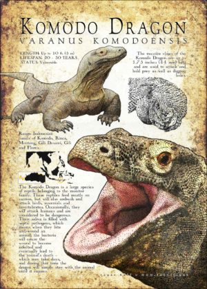 Komodo Dragon infographic