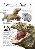 Komodo Dragon