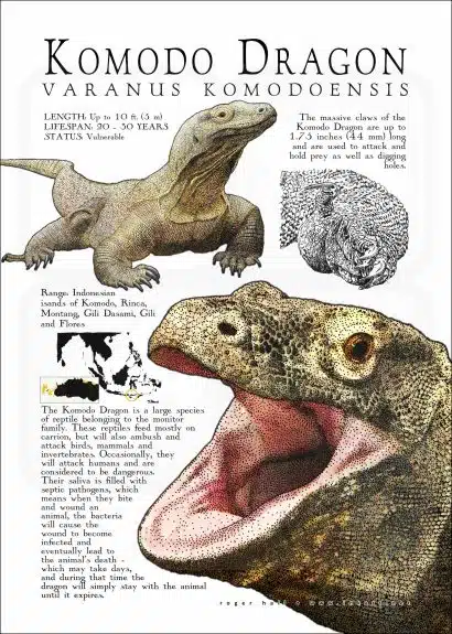 Komodo Dragon