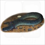 Lesser Siren illustration