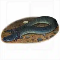 Lesser Siren illustration