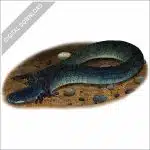 Lesser Siren stock image