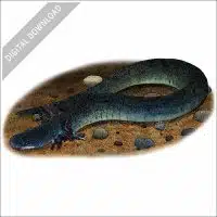 Lesser Siren stock image