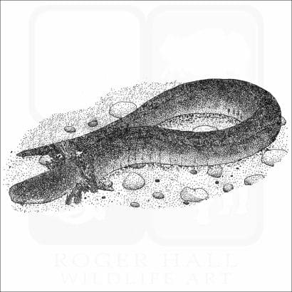 Lesser Siren
