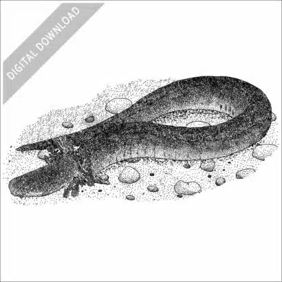 Lesser Siren