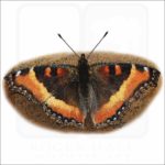 Milbert's Tortoiseshell Butterfly illustration