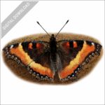 Milbert's Tortoiseshell Butterfly stock image
