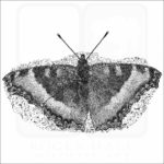 Milbert's Tortoiseshell Butterfly