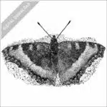Milbert's Tortoiseshell Butterfly