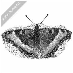 Milbert's Tortoiseshell Butterfly