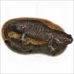 Mole Salamander illustration