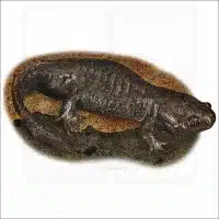 Mole Salamander illustration