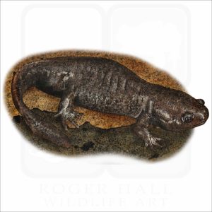 Mole Salamander illustration
