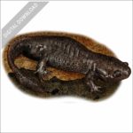 Mole Salamander stock image