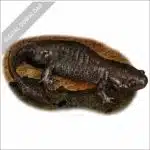 Mole Salamander stock image