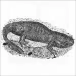 Mole Salamander