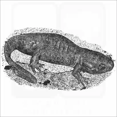 Mole Salamander