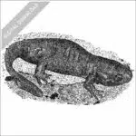 Mole Salamander