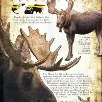 Moose or Elk infographic