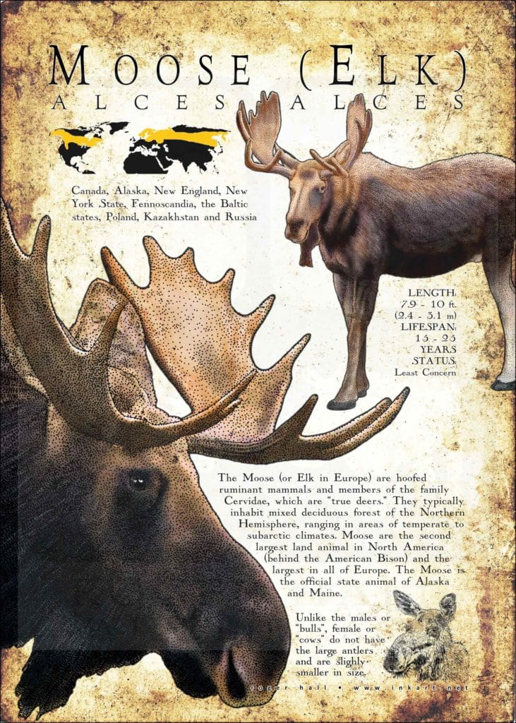 Moose or Elk Poster / Infographic