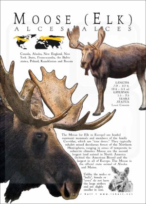 Moose or Elk Poster