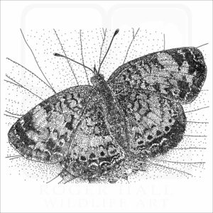 Northern Crescent Butterfly