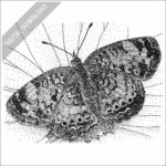 Northern Crescent Butterfly