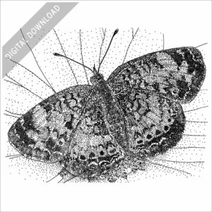 Northern Crescent Butterfly