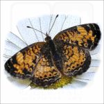 Northern Crescent Butterfly illustration