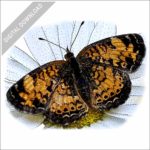 Northern Crescent Butterfly stock image