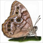 Northern Pearly-Eye Butterfly illustration