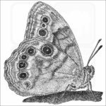 Northern Pearly-Eye Butterfly