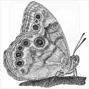 Northern Pearly-Eye Butterfly