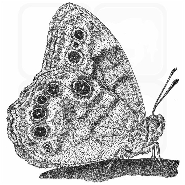 Northern Pearly-Eye Butterfly