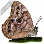 Northern Pearly-Eye Butterfly stock image