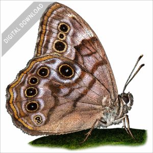 Northern Pearly-Eye Butterfly stock image