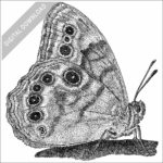 Northern Pearly-Eye Butterfly