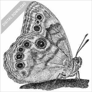 Northern Pearly-Eye Butterfly