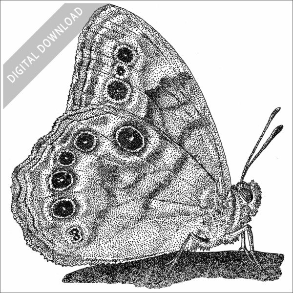 Northern Pearly-Eye Butterfly