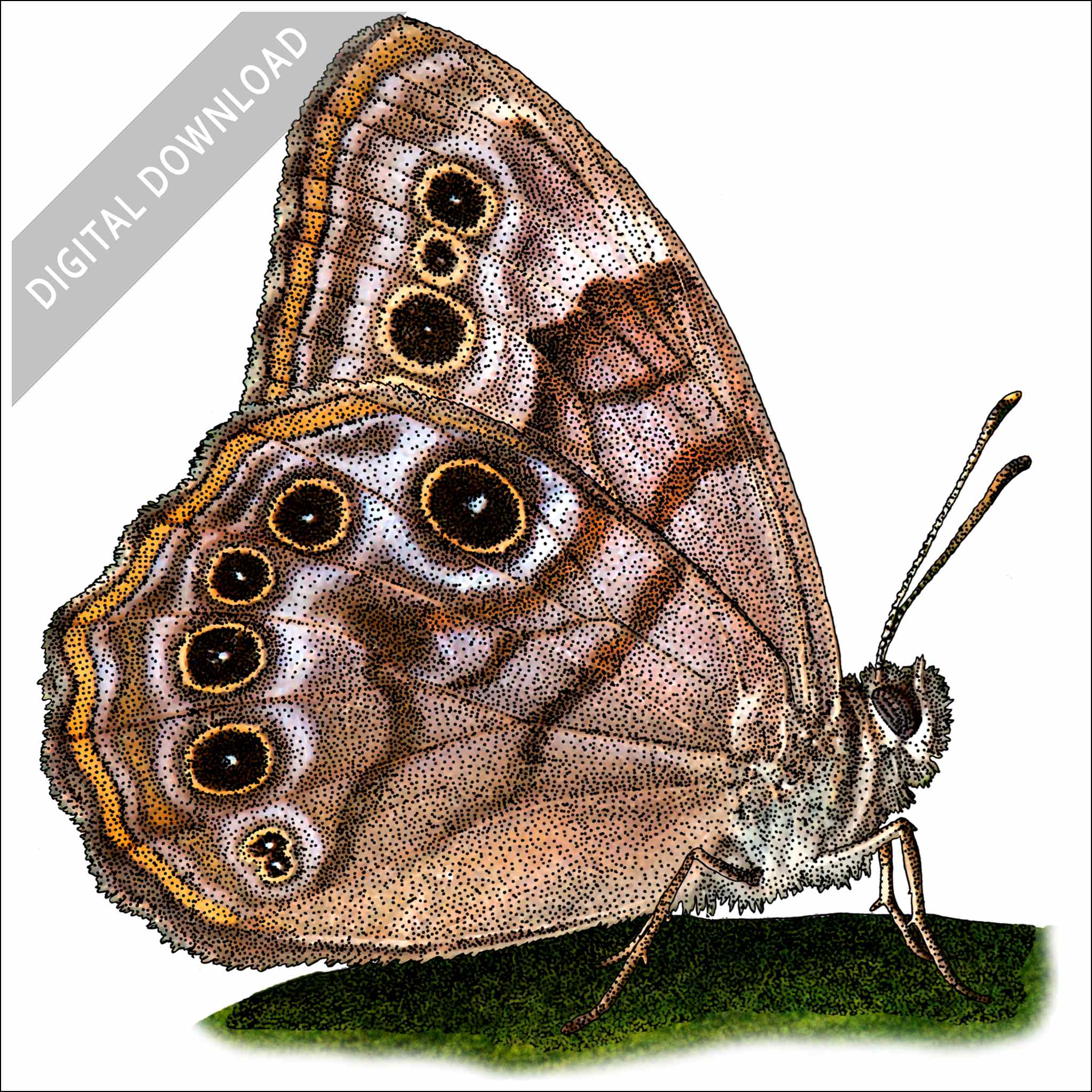 Northern Pearly-Eye Butterfly Northern Pearly-Eye Butterfly stock image
