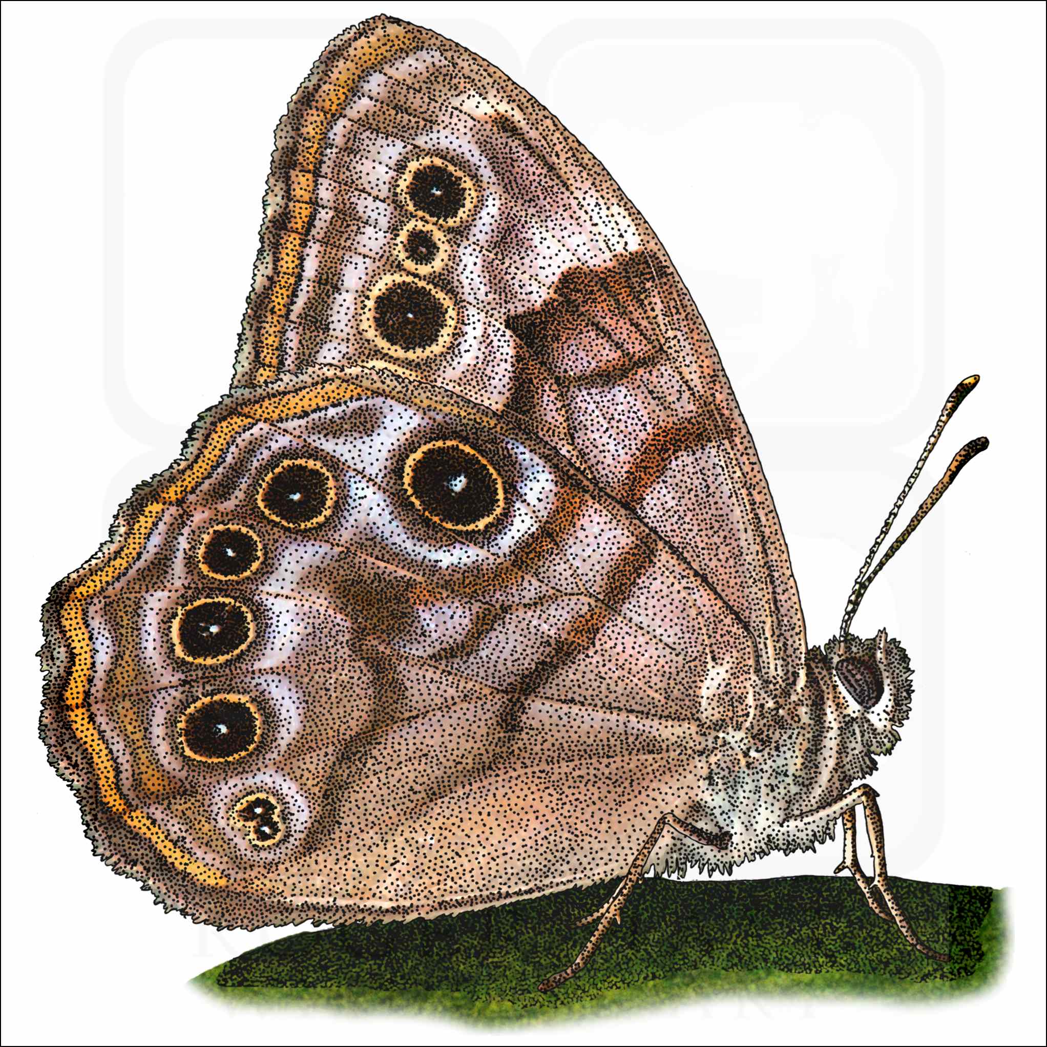 Northern Pearly-Eye Butterfly Northern Pearly-Eye Butterfly illustration