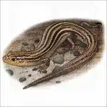 Northern Prairie Skink illustration