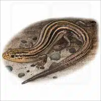 Northern Prairie Skink illustration