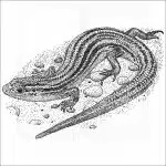 Northern Prairie Skink