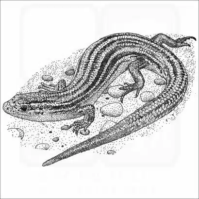 Northern Prairie Skink